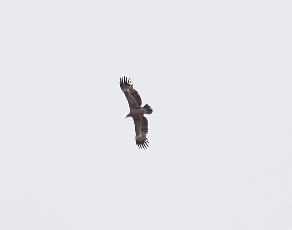 Steppe Eagle - ML635422788