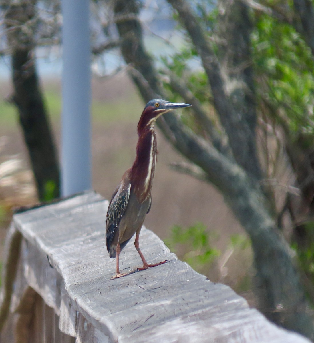 Green Heron - ML635422790