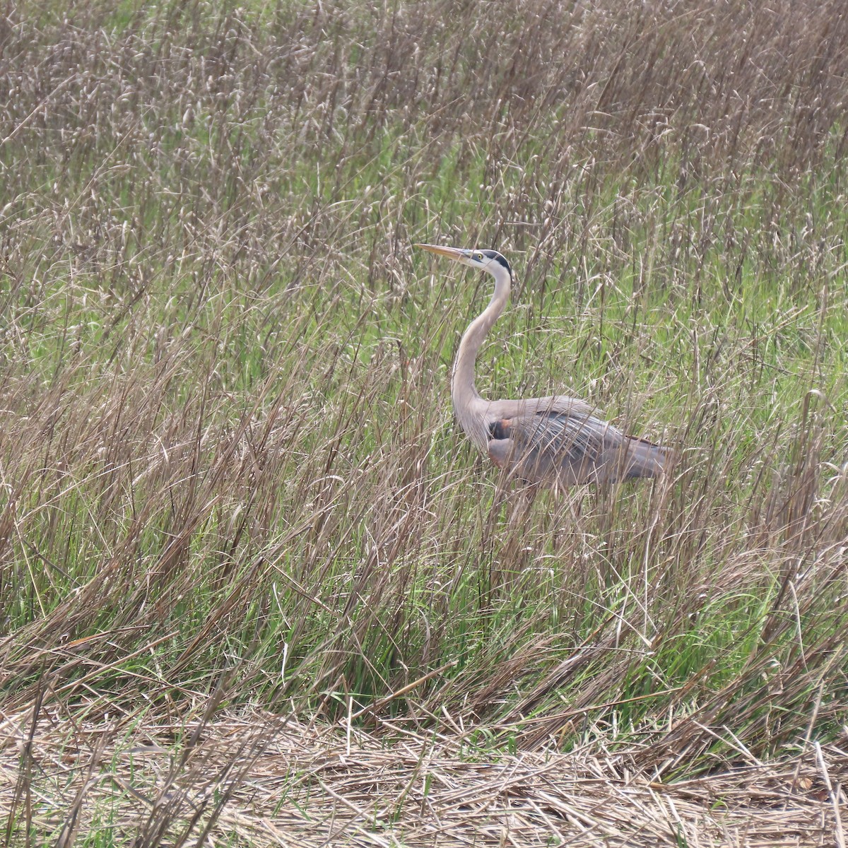 Great Blue Heron - ML635422796