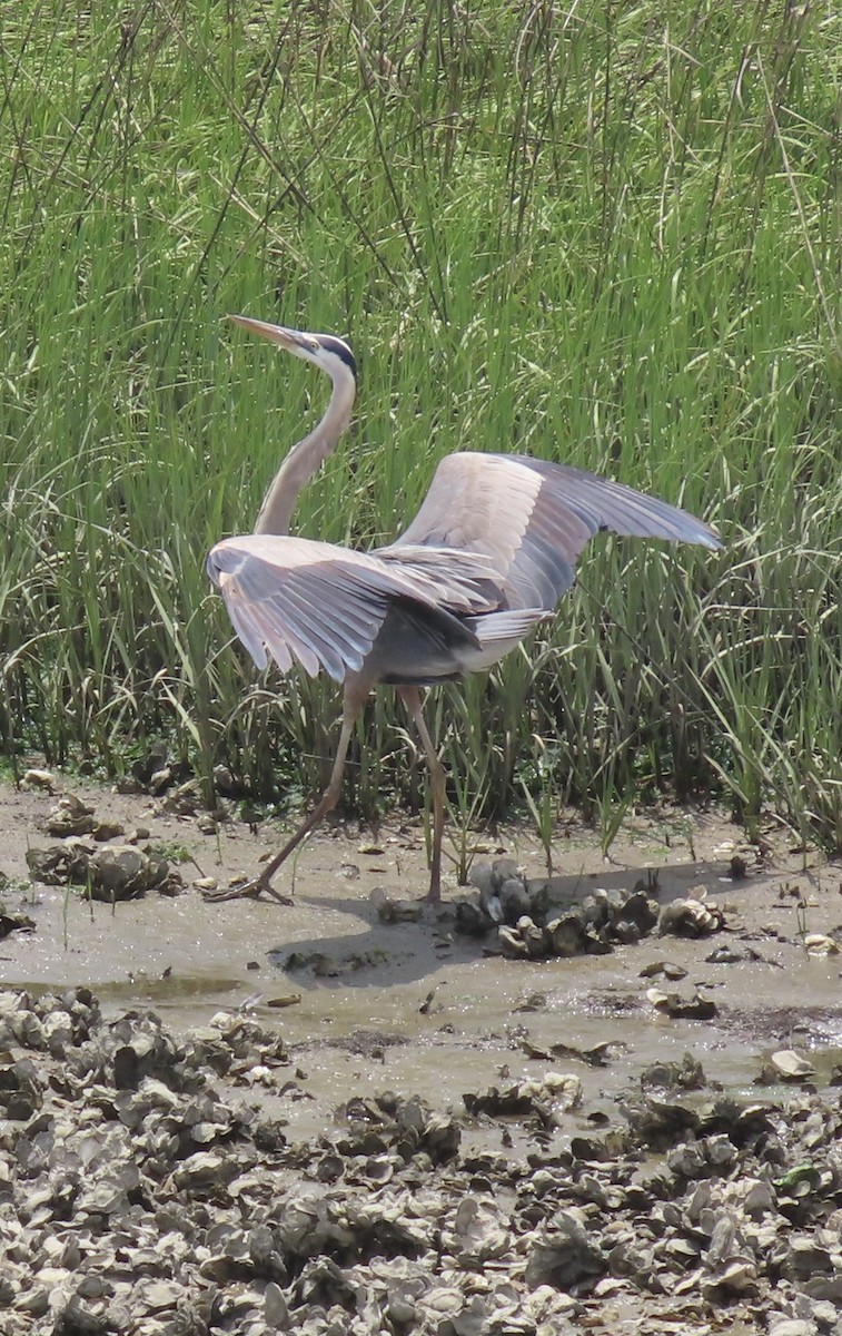 Great Blue Heron - ML635422801