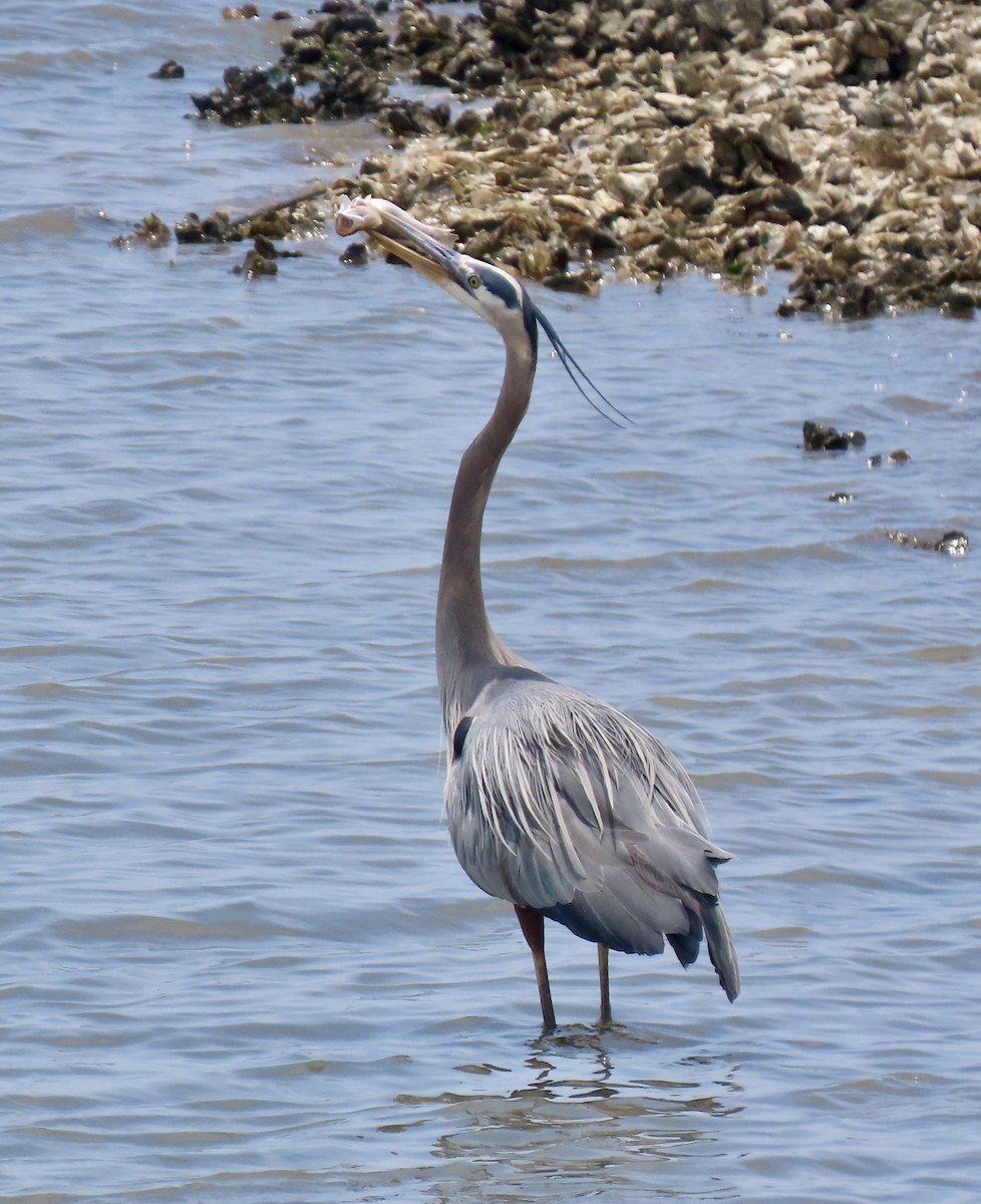 Great Blue Heron - ML635422803