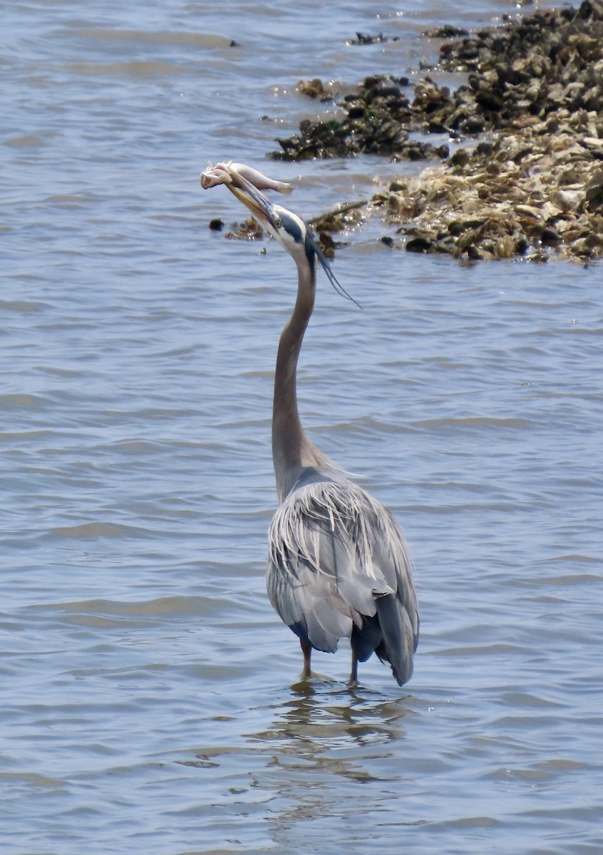 Great Blue Heron - ML635422805