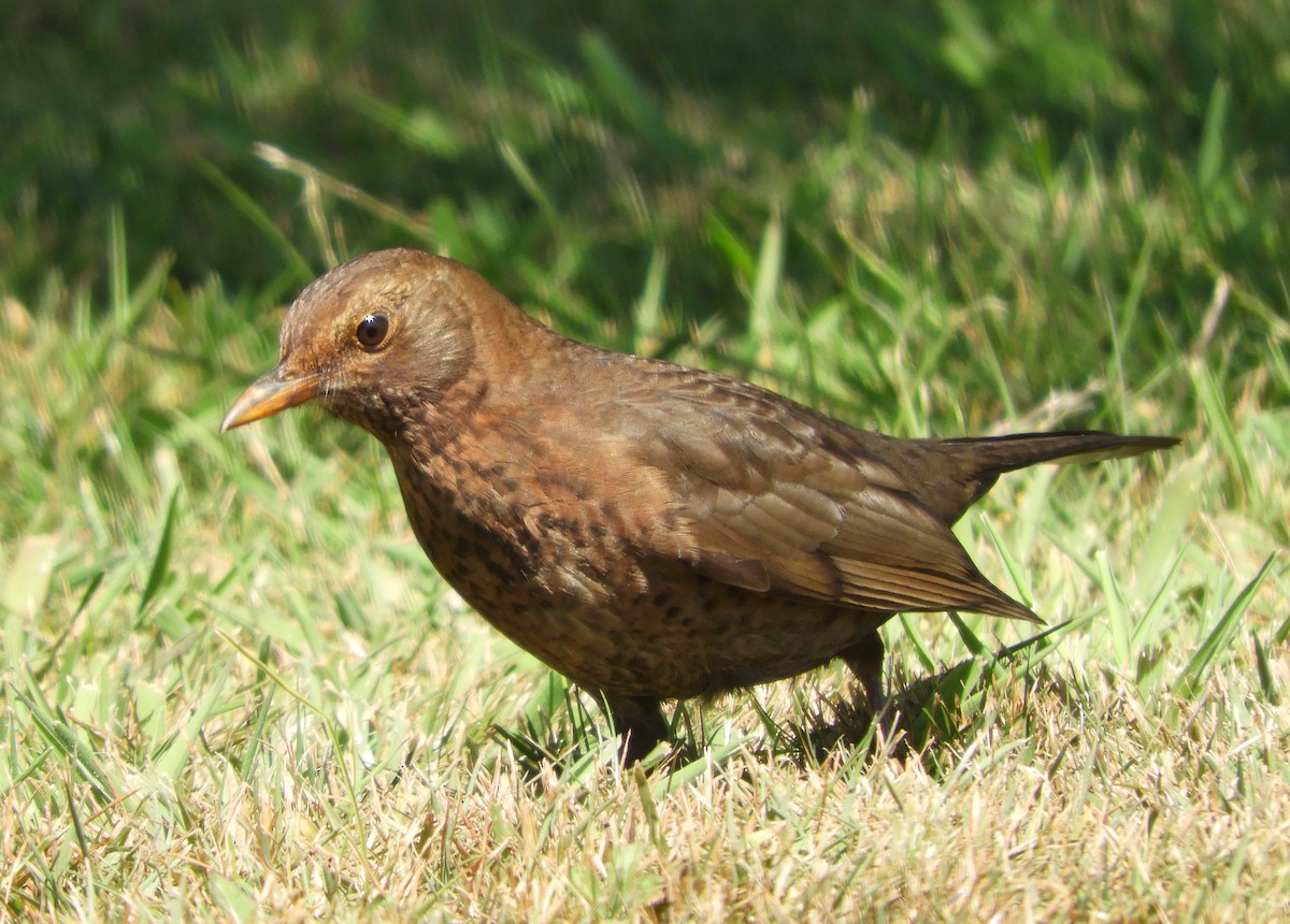 Eurasian Blackbird - ML635422808