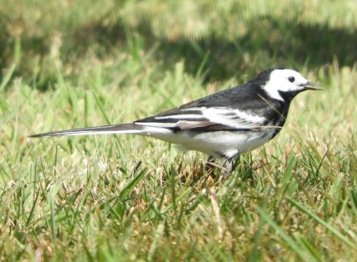 白鶺鴒 - ML635422818