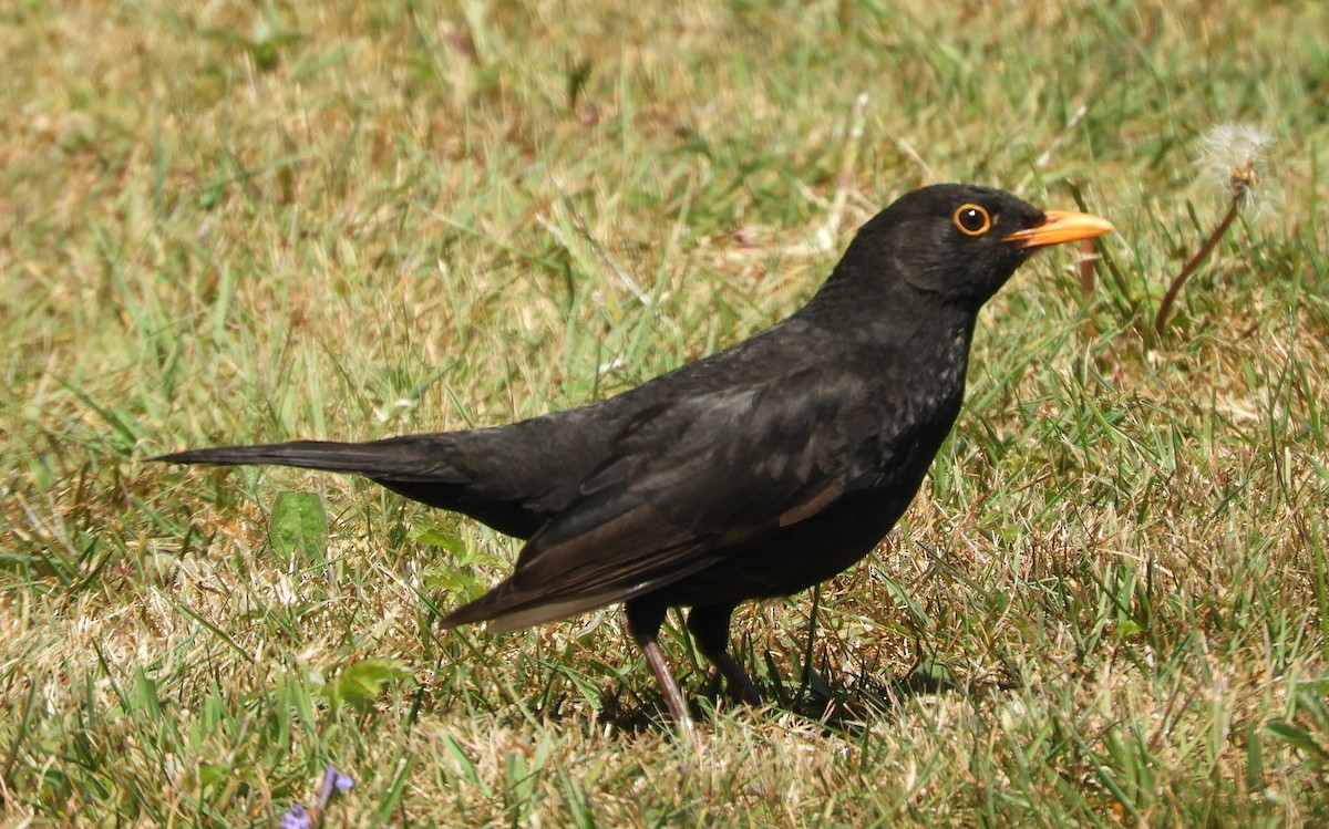 Eurasian Blackbird - ML635422825