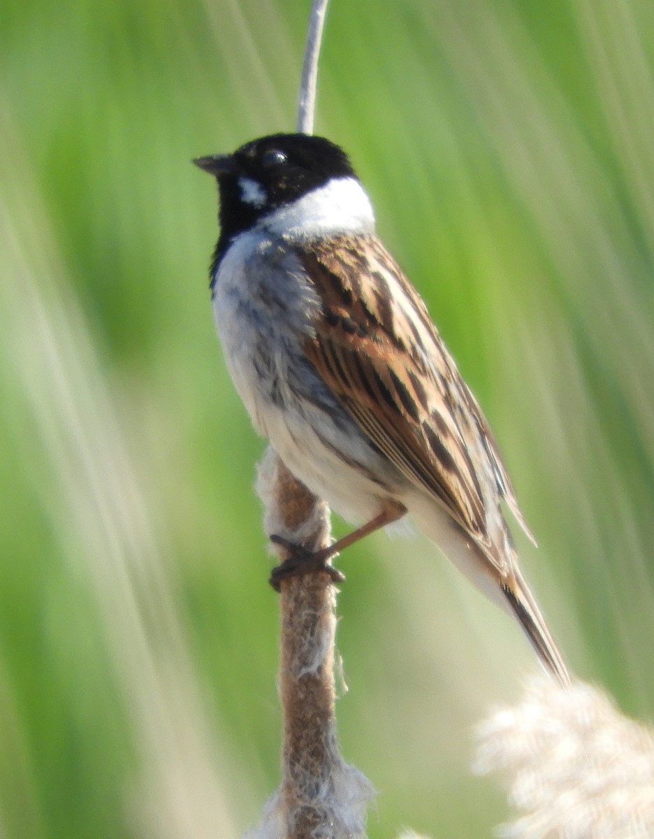 蘆鵐 - ML635422886