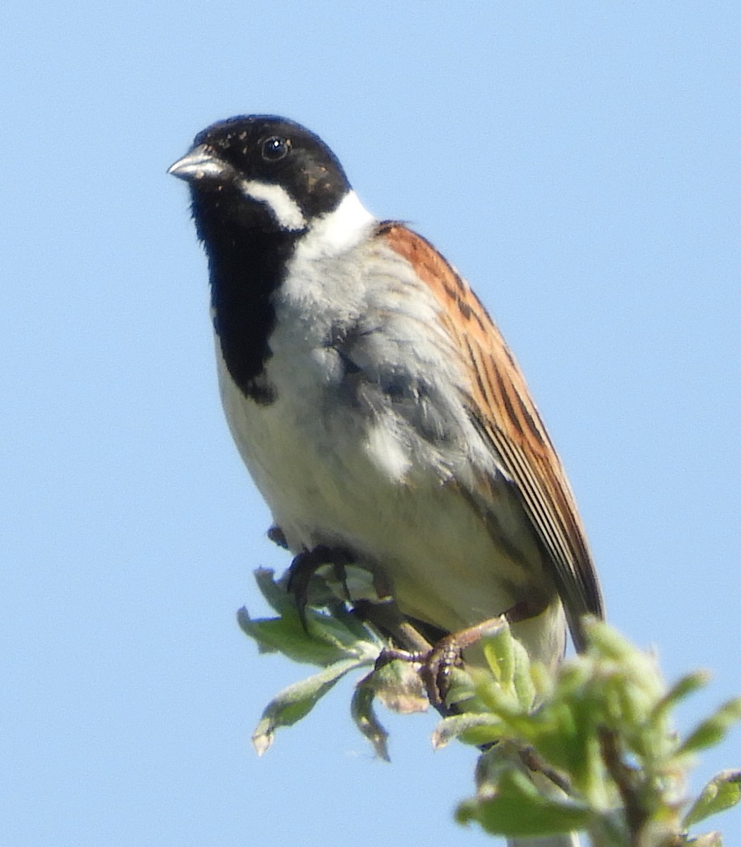 蘆鵐 - ML635422913