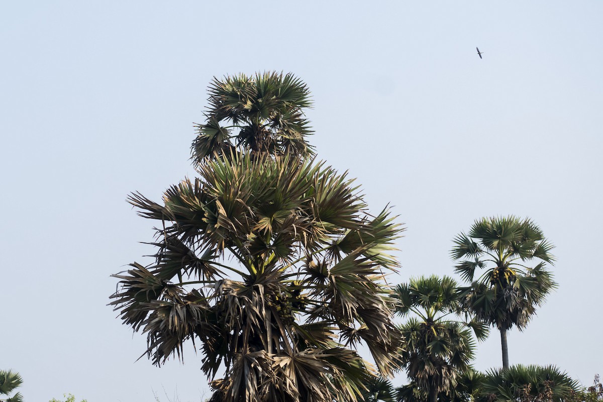 Asian Palm Swift - ML635422934