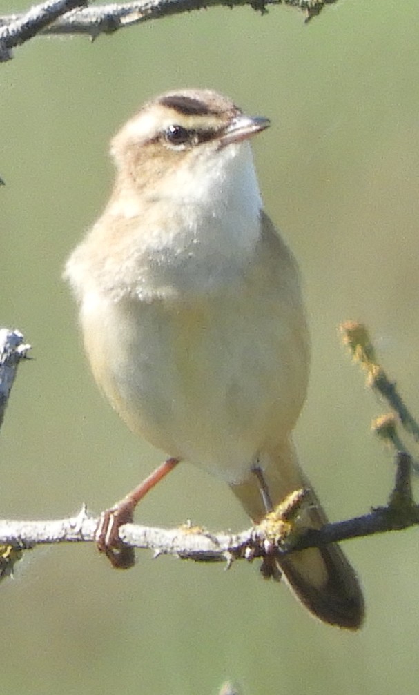 Sedge Warbler - ML635422979