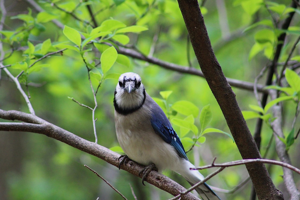Blue Jay - ML635422986