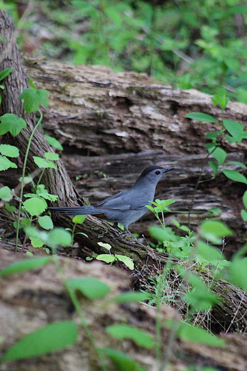 Gray Catbird - ML635423003