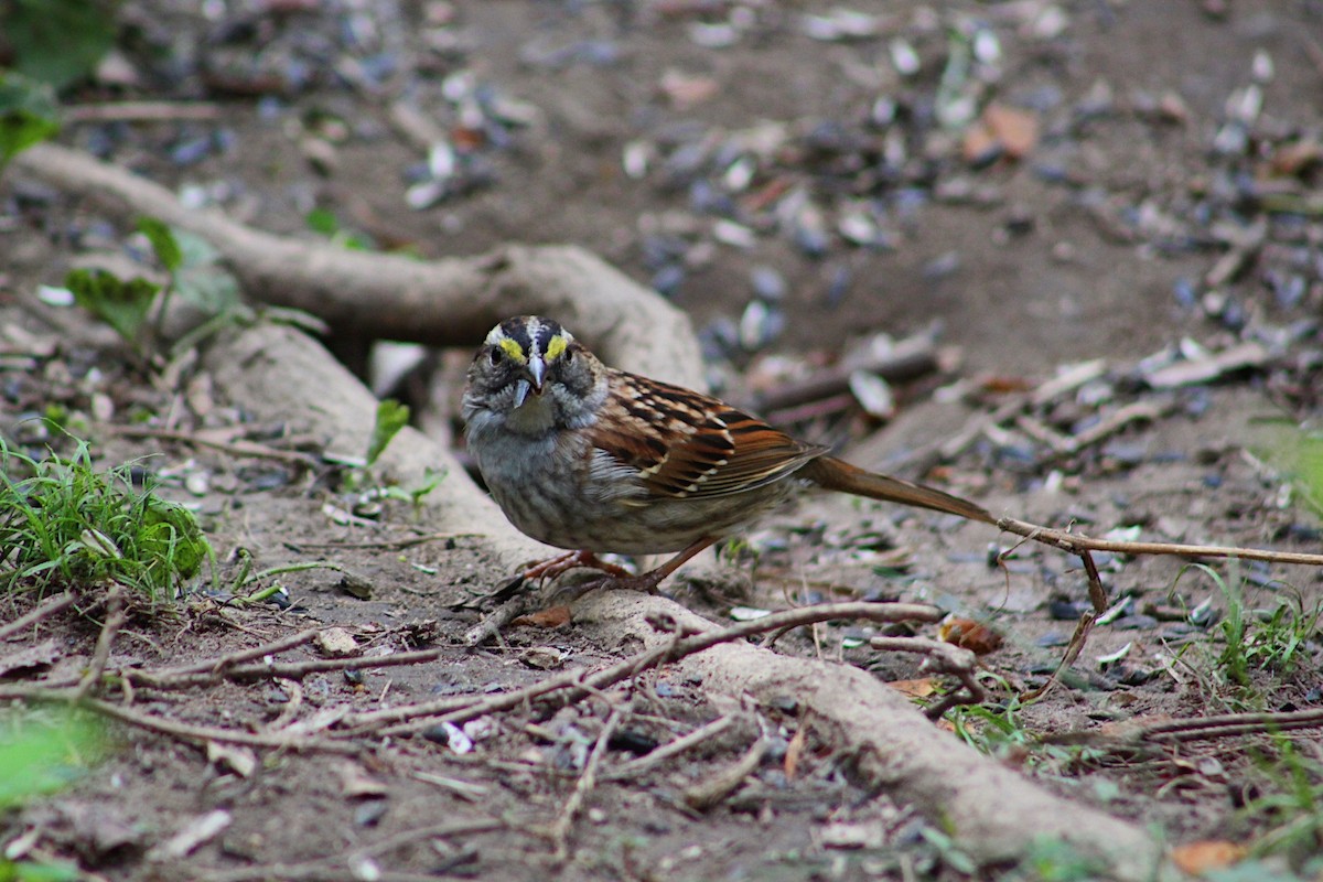 White-throated Sparrow - ML635423009
