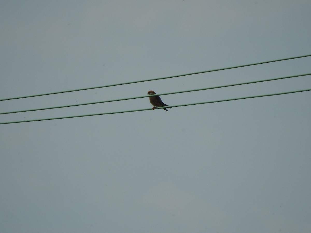 Red-footed Falcon - ML635423024