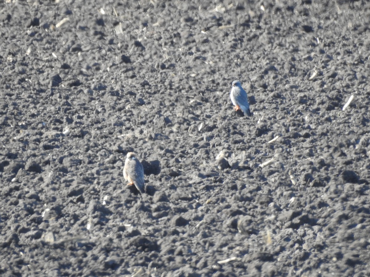 Red-footed Falcon - ML635423131