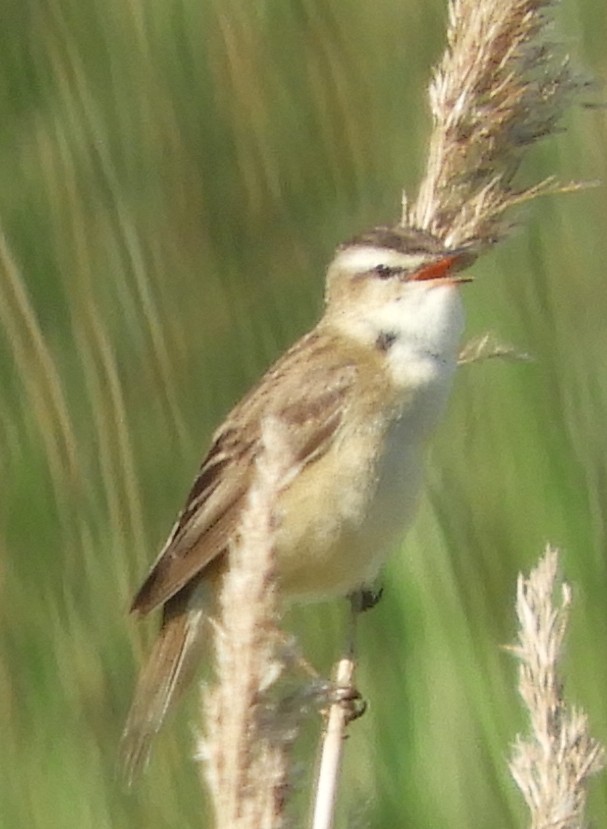 Sedge Warbler - ML635423145