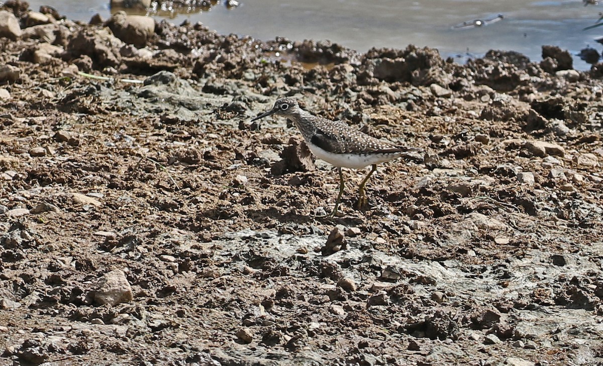 Solitary Sandpiper - ML635423170