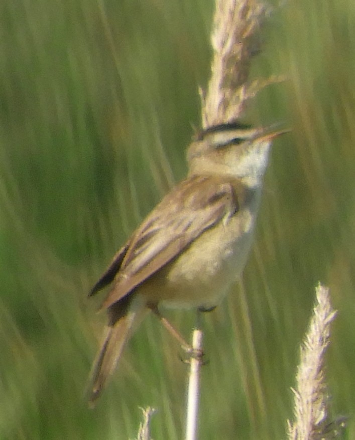 Sedge Warbler - ML635423212