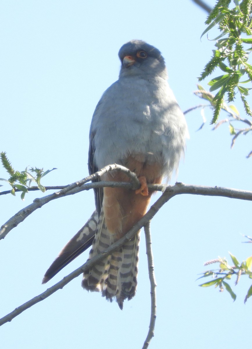 Red-footed Falcon - ML635423233