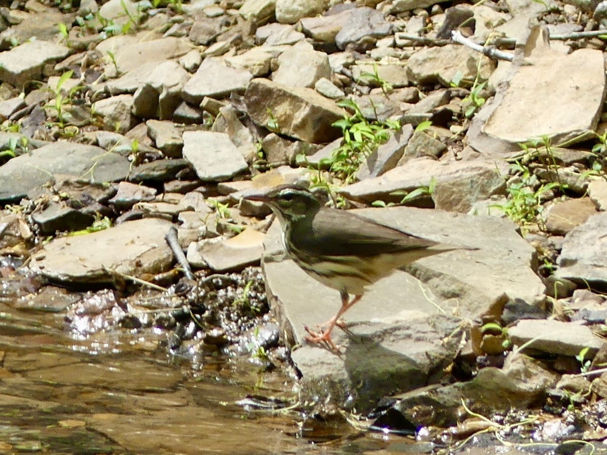 Louisiana Waterthrush - ML635423248