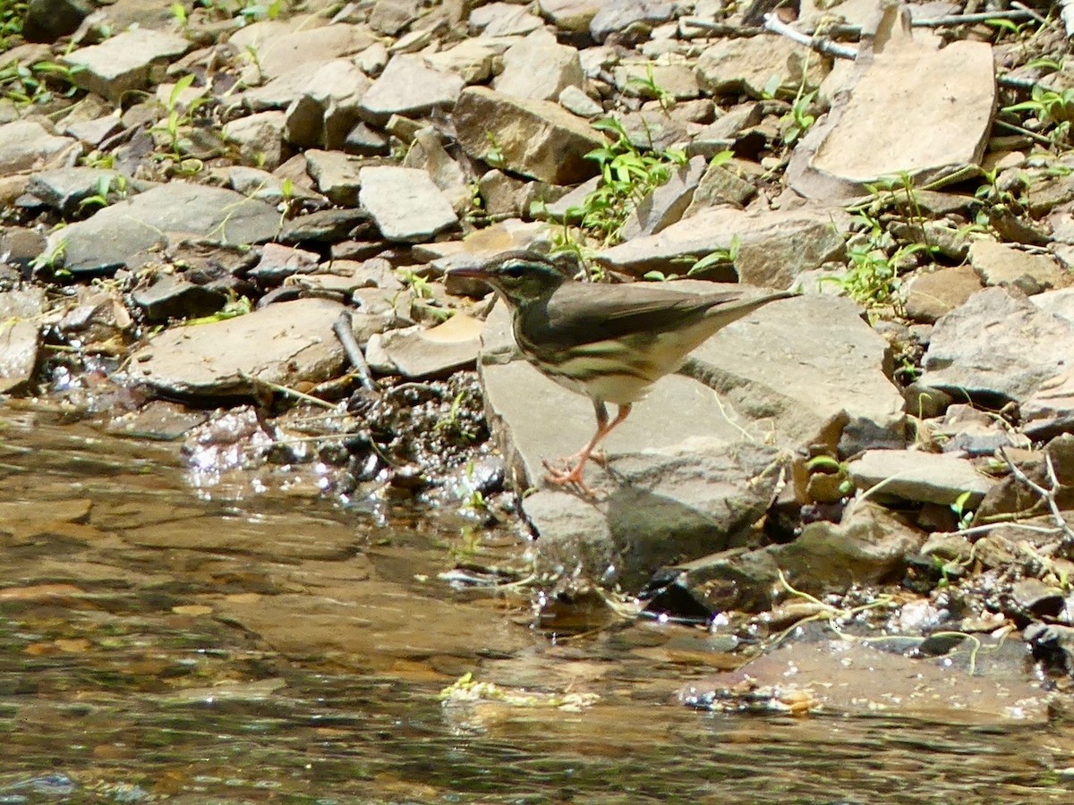 Louisiana Waterthrush - ML635423249
