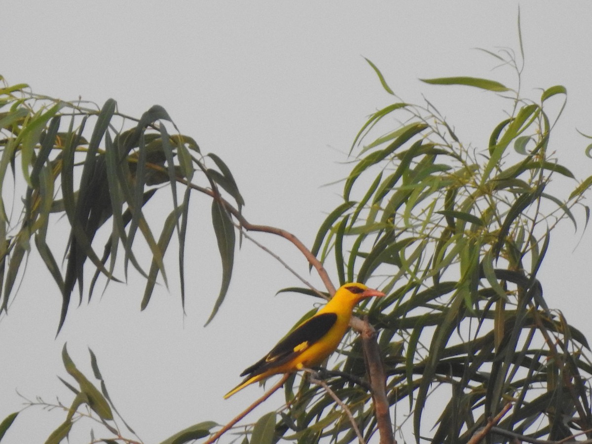 Indian Golden Oriole - ML635423295