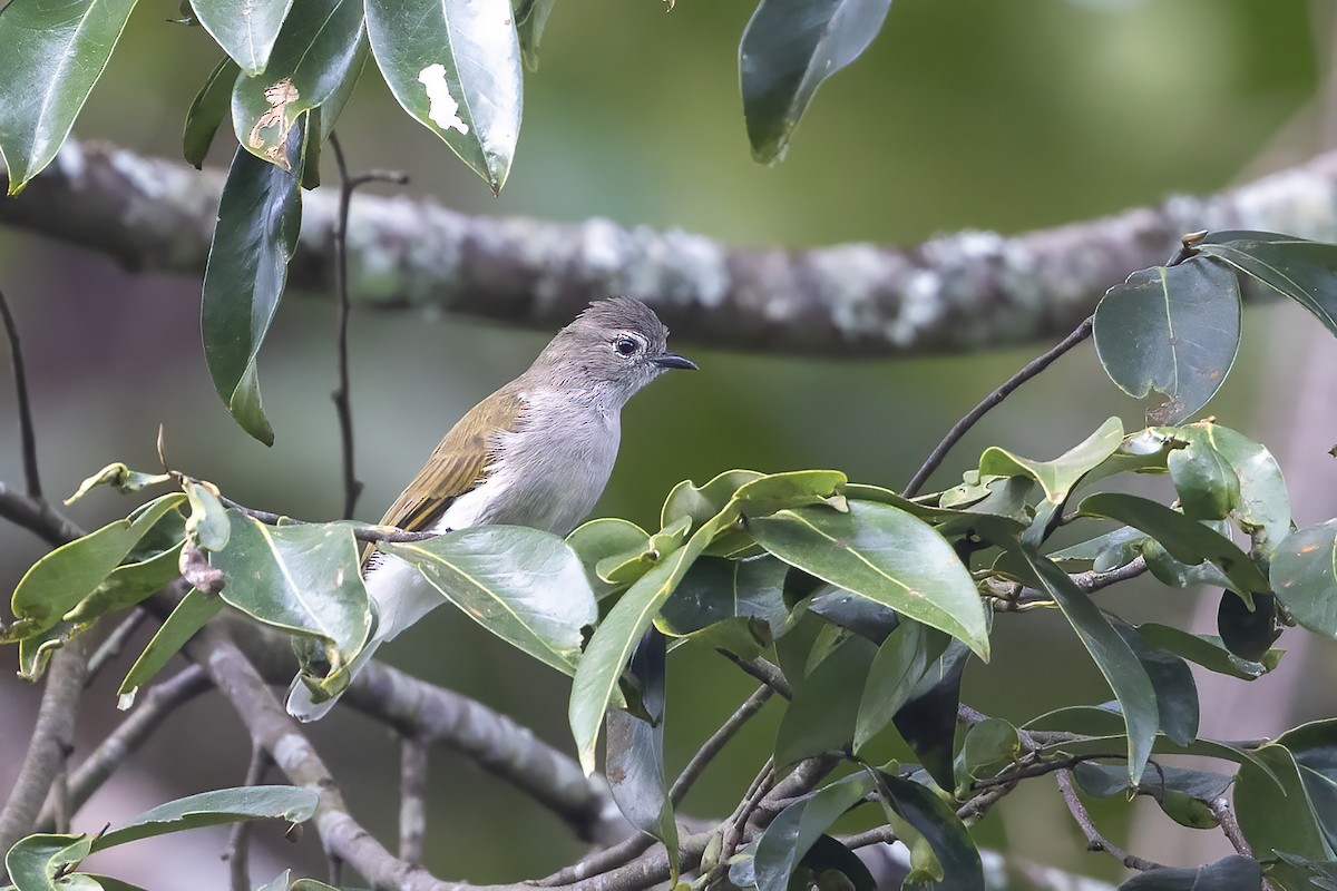 Green-backed Honeybird - ML635423302