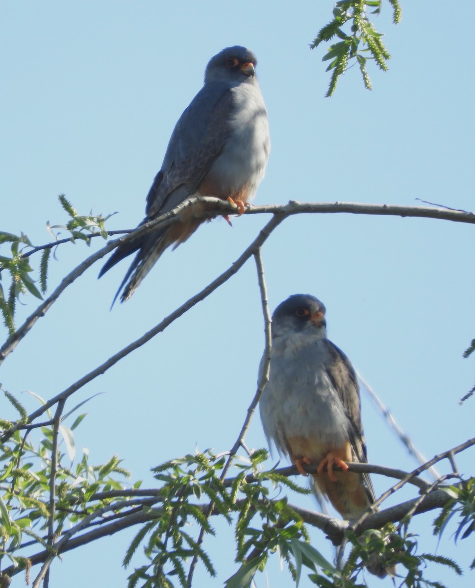 Red-footed Falcon - ML635423303