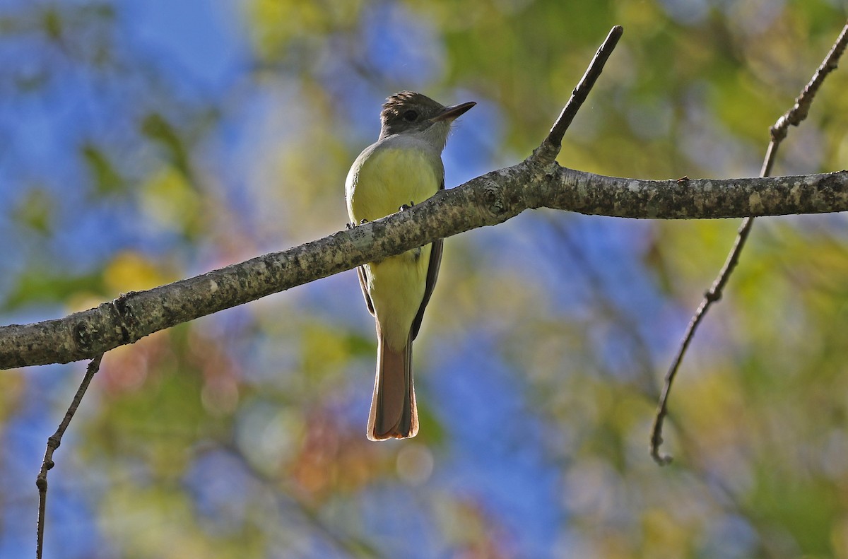 Great Crested Flycatcher - ML635423315