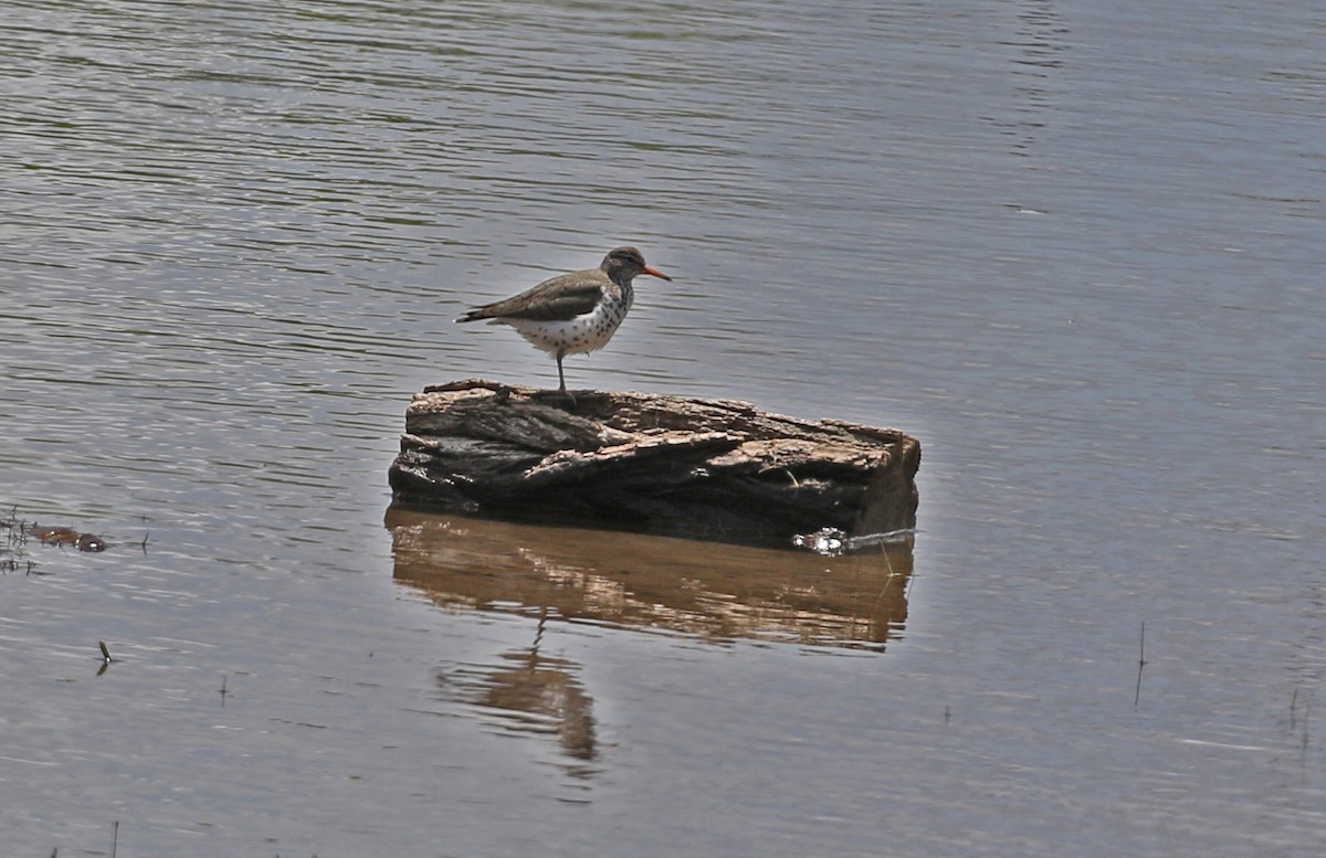 Spotted Sandpiper - ML635423356