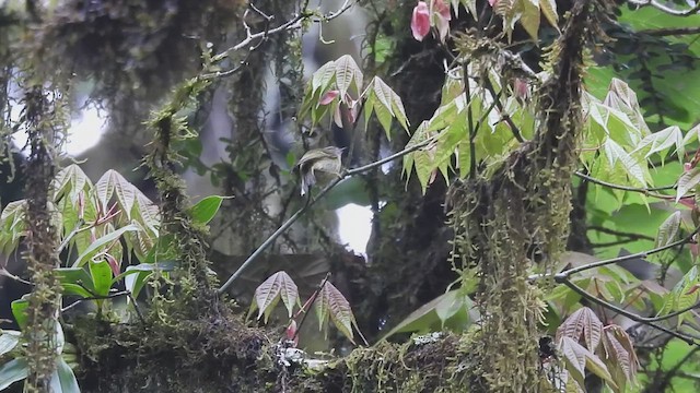 Ashy-throated Warbler - ML635423403