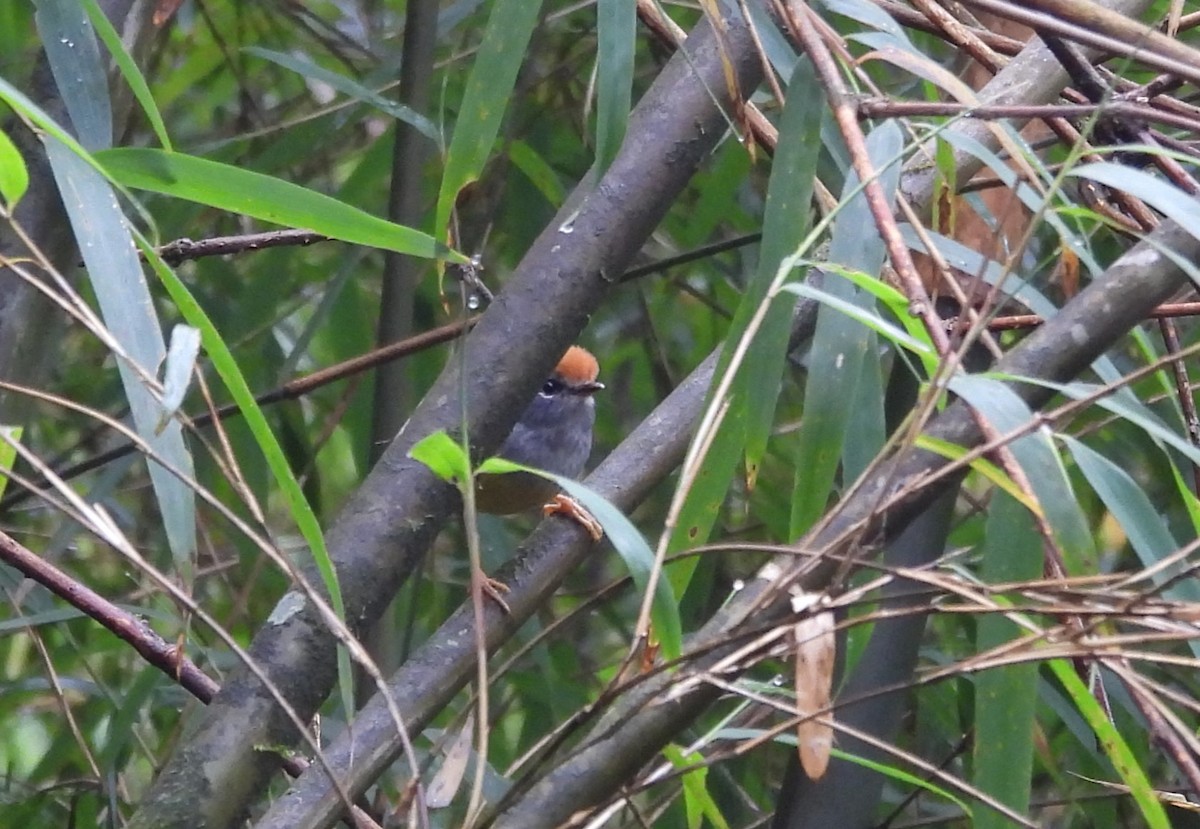 Broad-billed Warbler - ML635423412