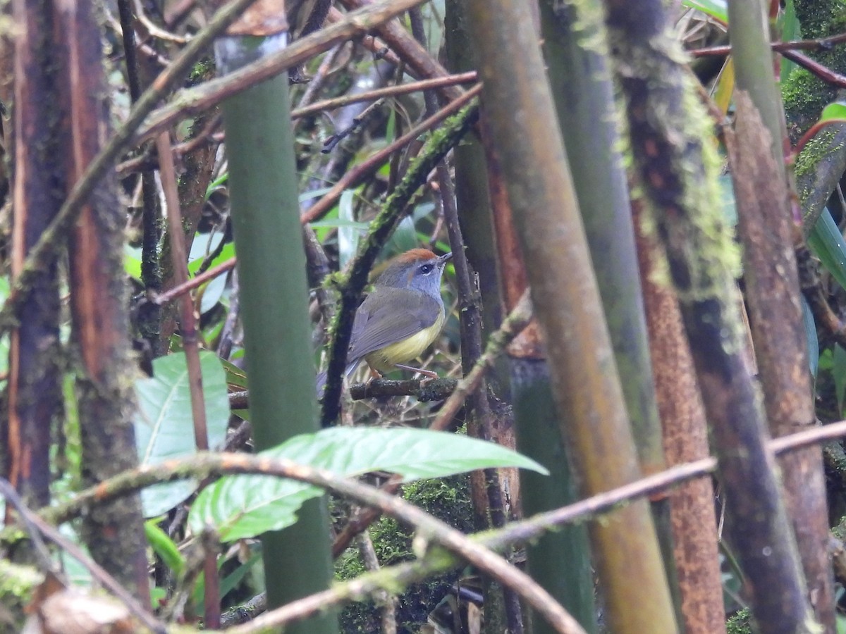Broad-billed Warbler - ML635423413