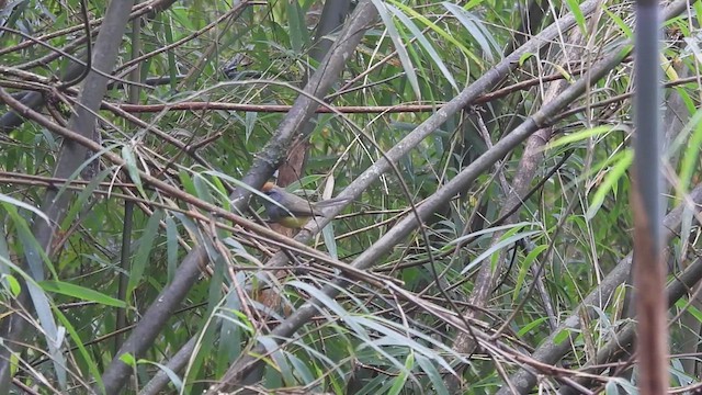 Broad-billed Warbler - ML635423414