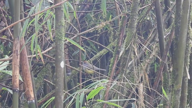 Broad-billed Warbler - ML635423415