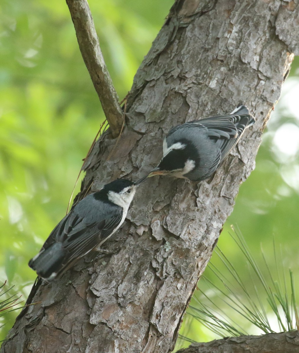 White-breasted Nuthatch - ML635423416