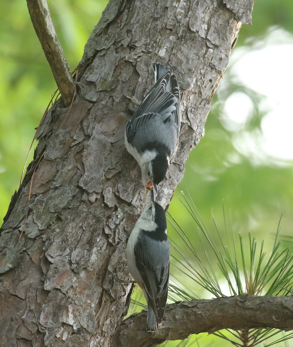 White-breasted Nuthatch - ML635423417