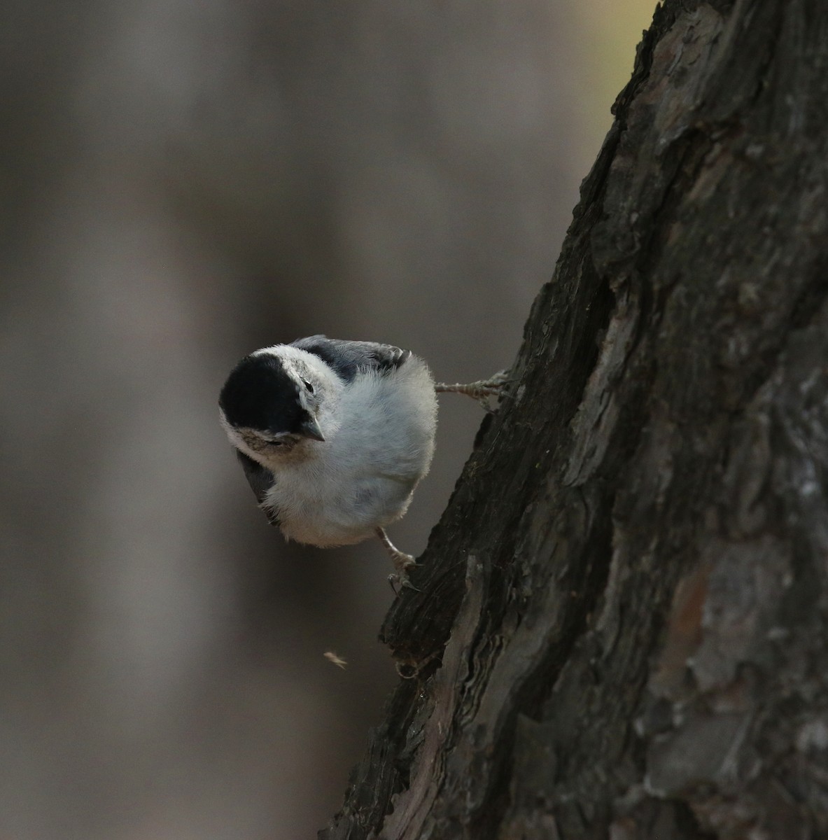 White-breasted Nuthatch - ML635423421