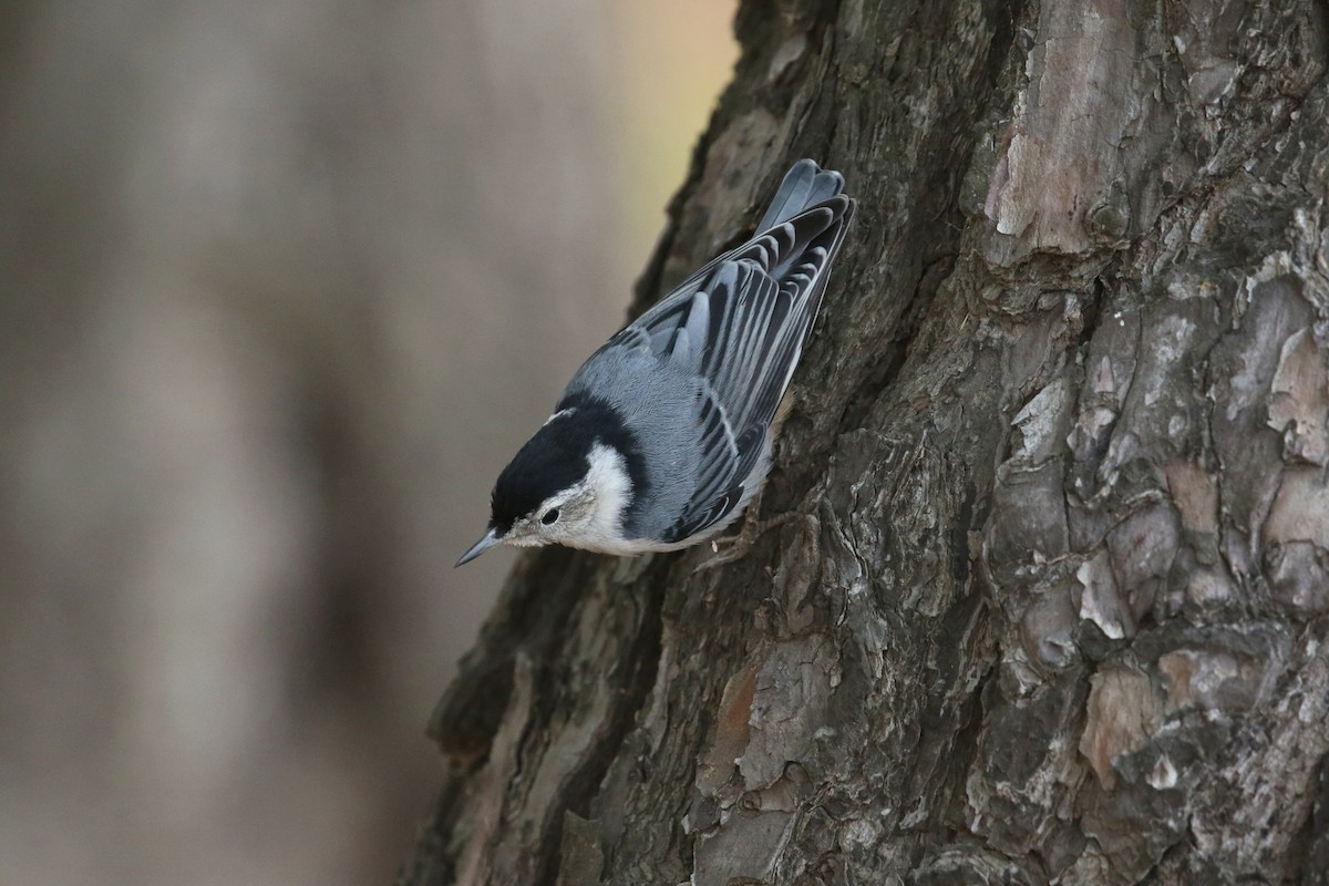 White-breasted Nuthatch - ML635423423