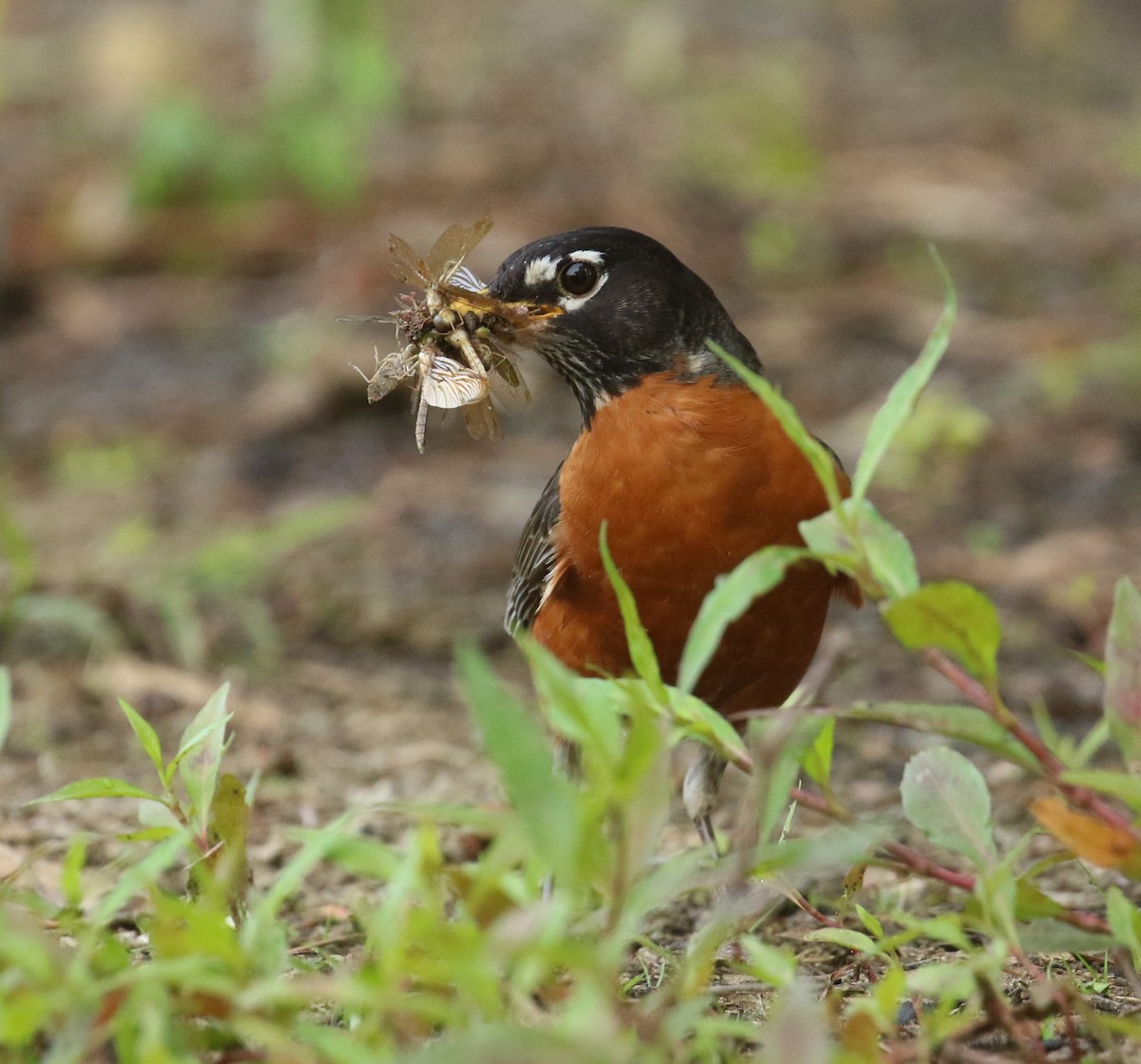 American Robin - ML635423442