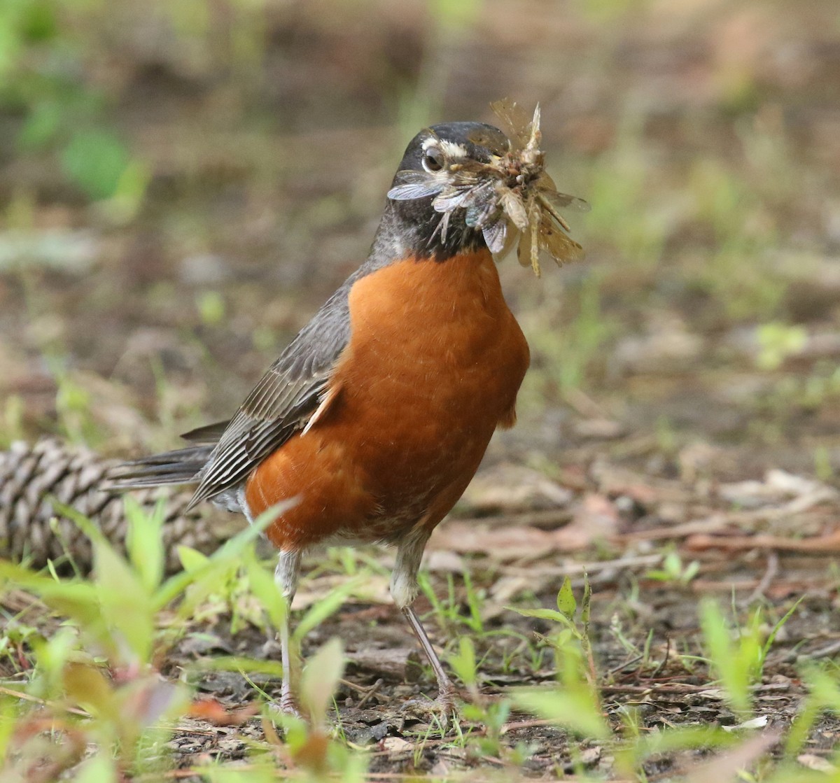 American Robin - ML635423443