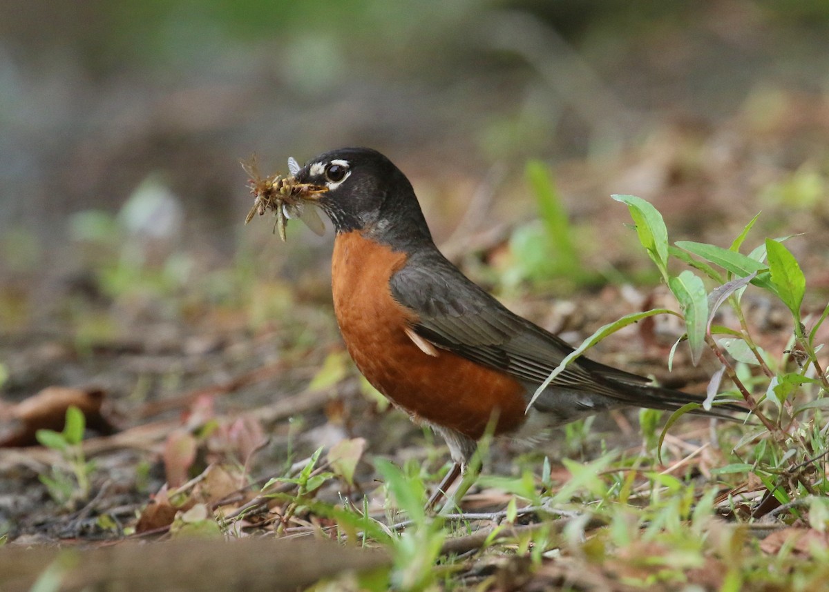 American Robin - ML635423444
