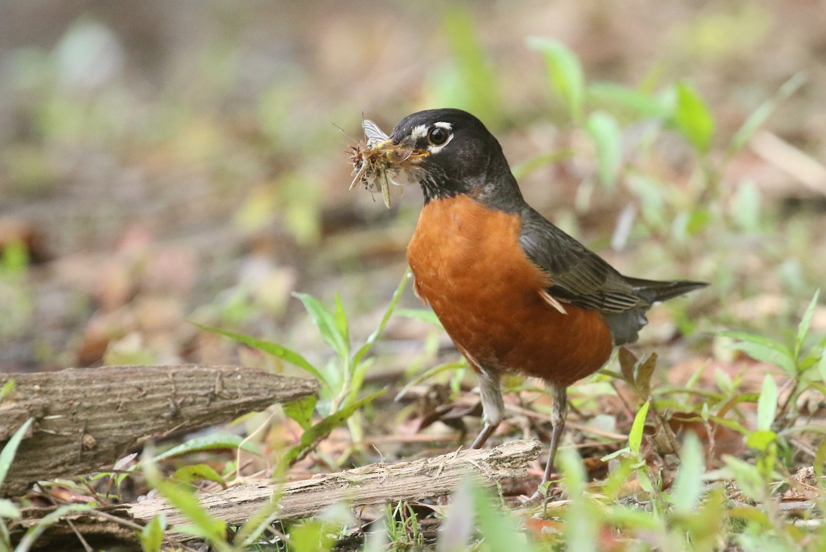 American Robin - ML635423445