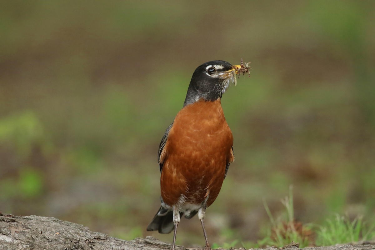 American Robin - ML635423446