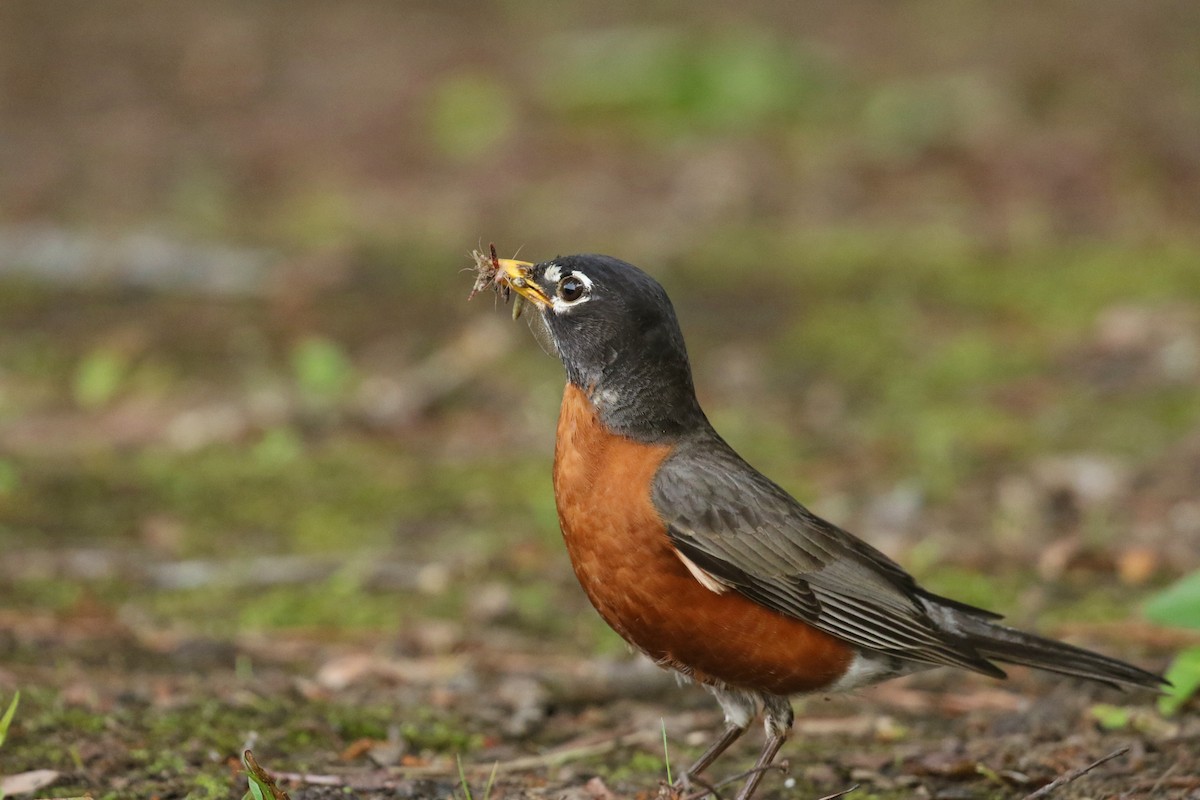 American Robin - ML635423447