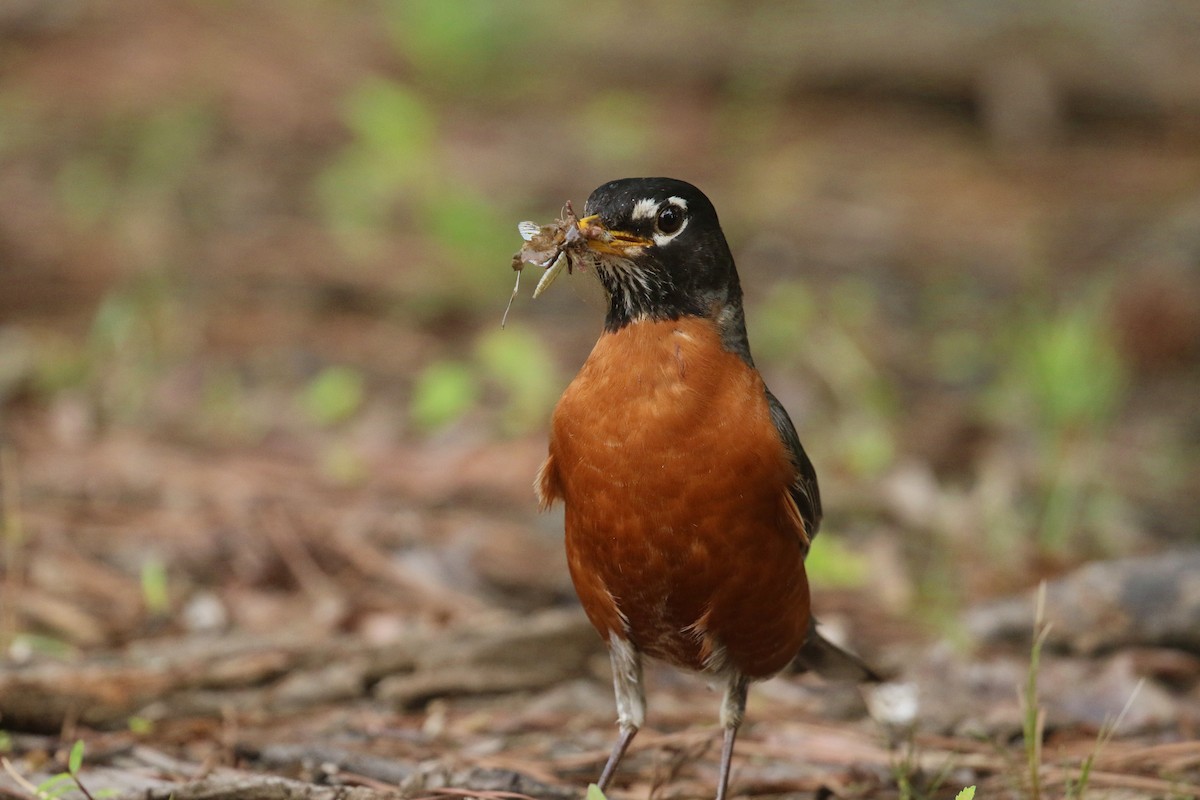 American Robin - ML635423448