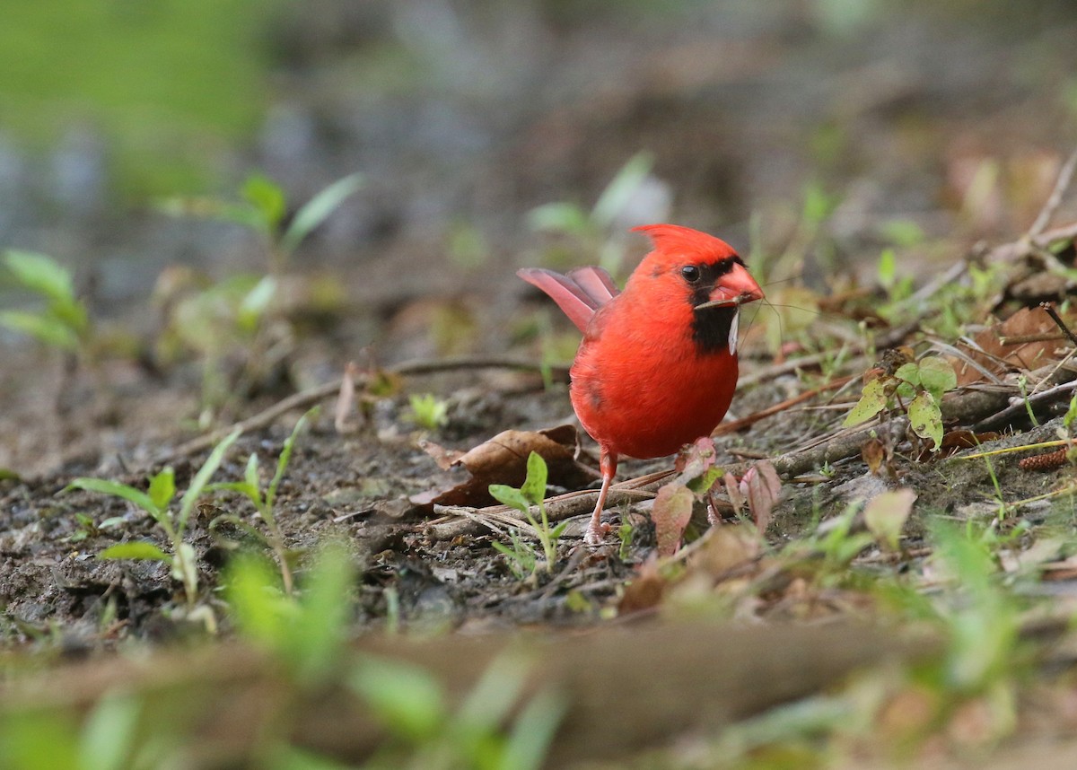 Northern Cardinal - ML635423491