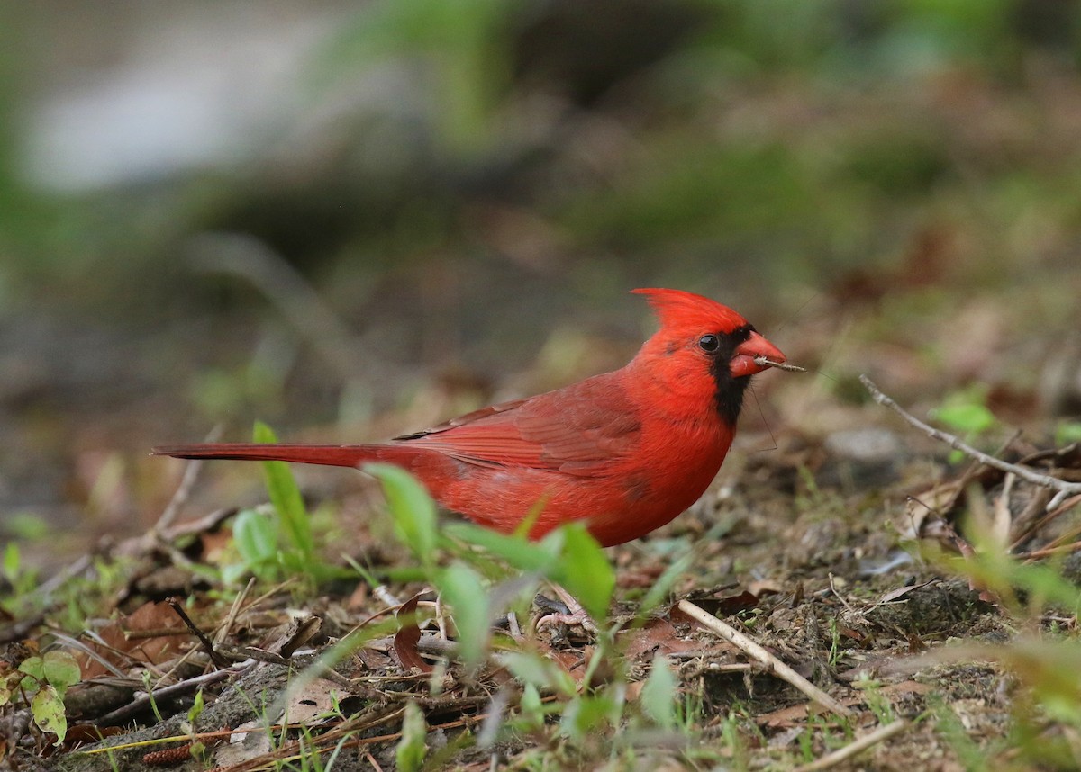 Northern Cardinal - ML635423492