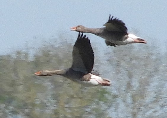 灰雁 - ML635423506