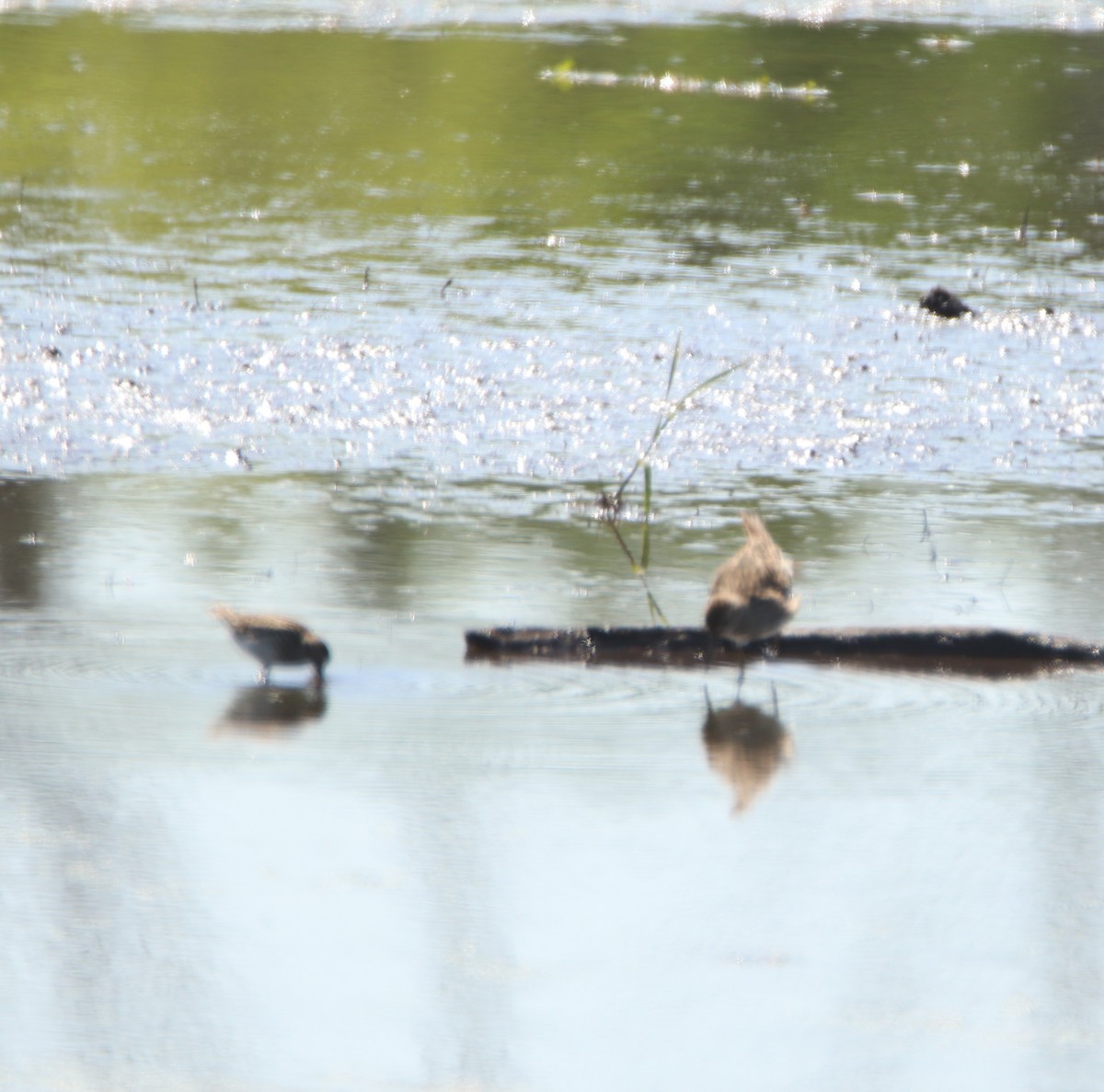 Least Sandpiper - ML635423513