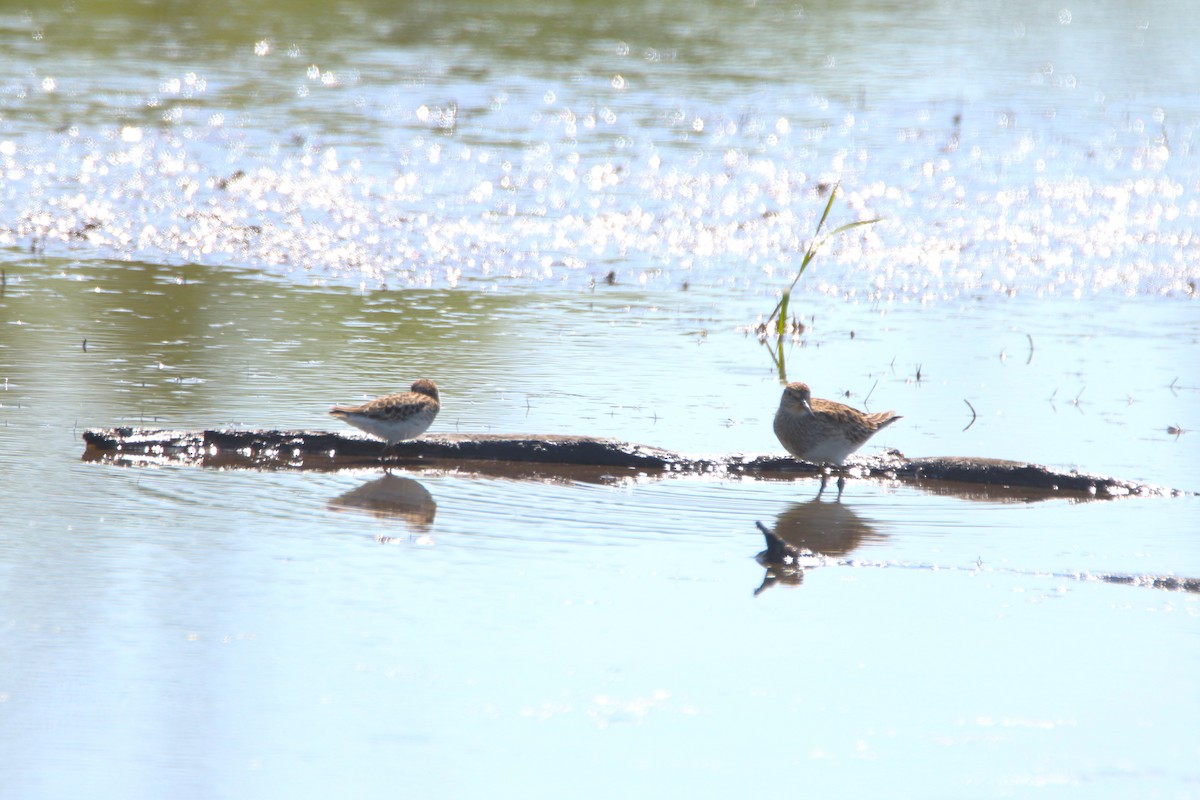 Least Sandpiper - ML635423514